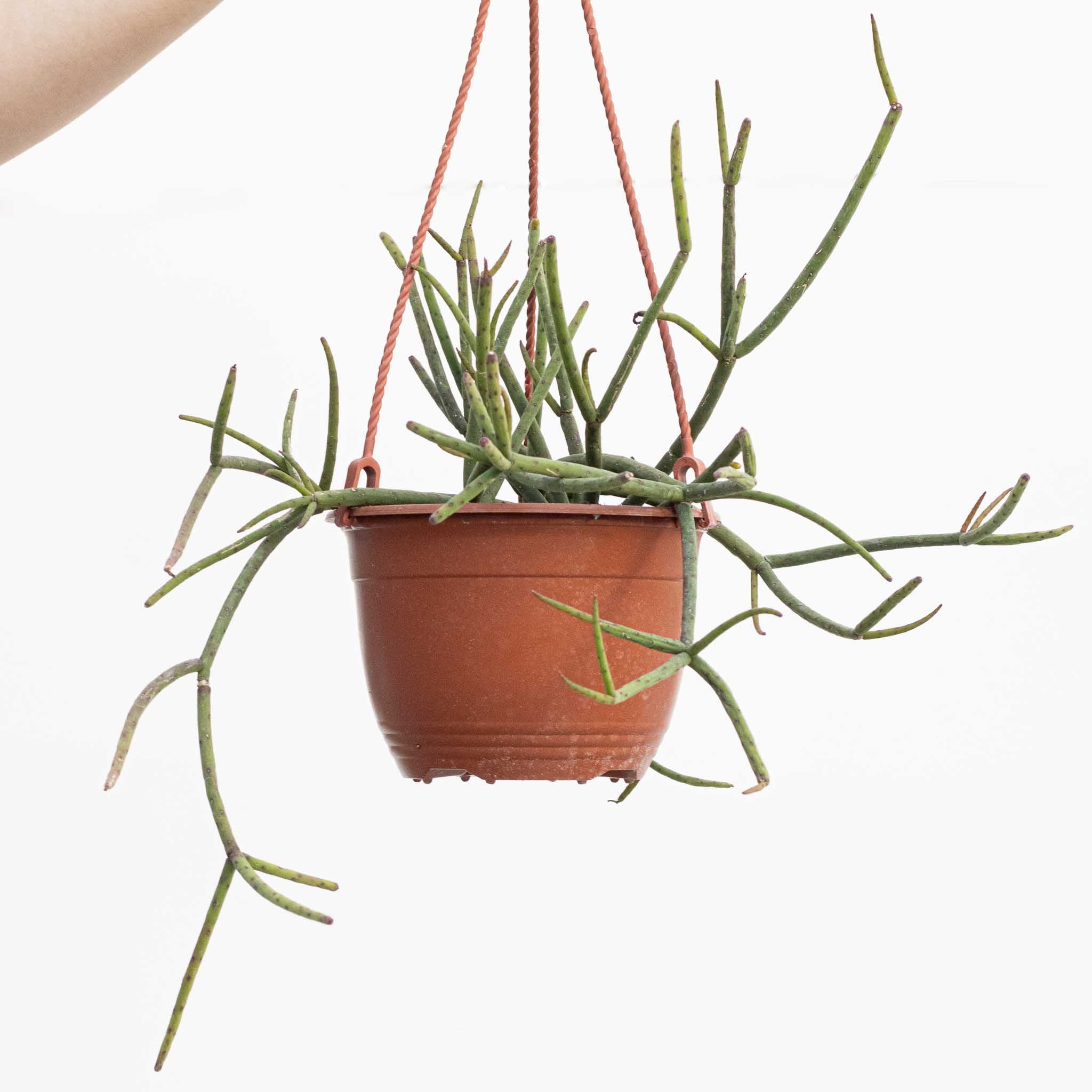 Mistletoe Cactus | Rhipsalis floccosa pulvinigera – The Groovy