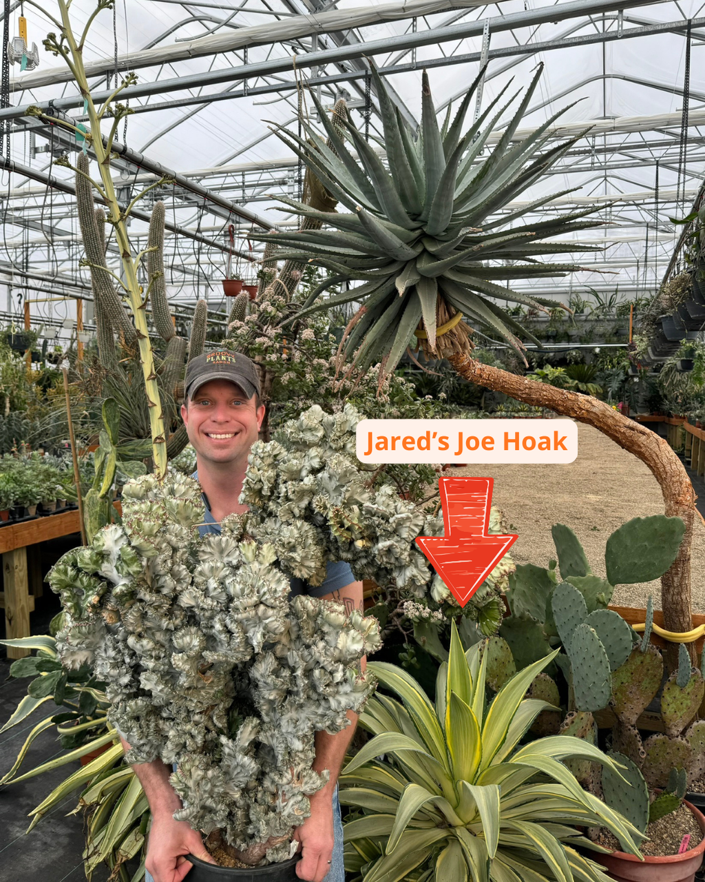 Agave Joe Hoak | Agave Desmetiana 'Joe Hoak'