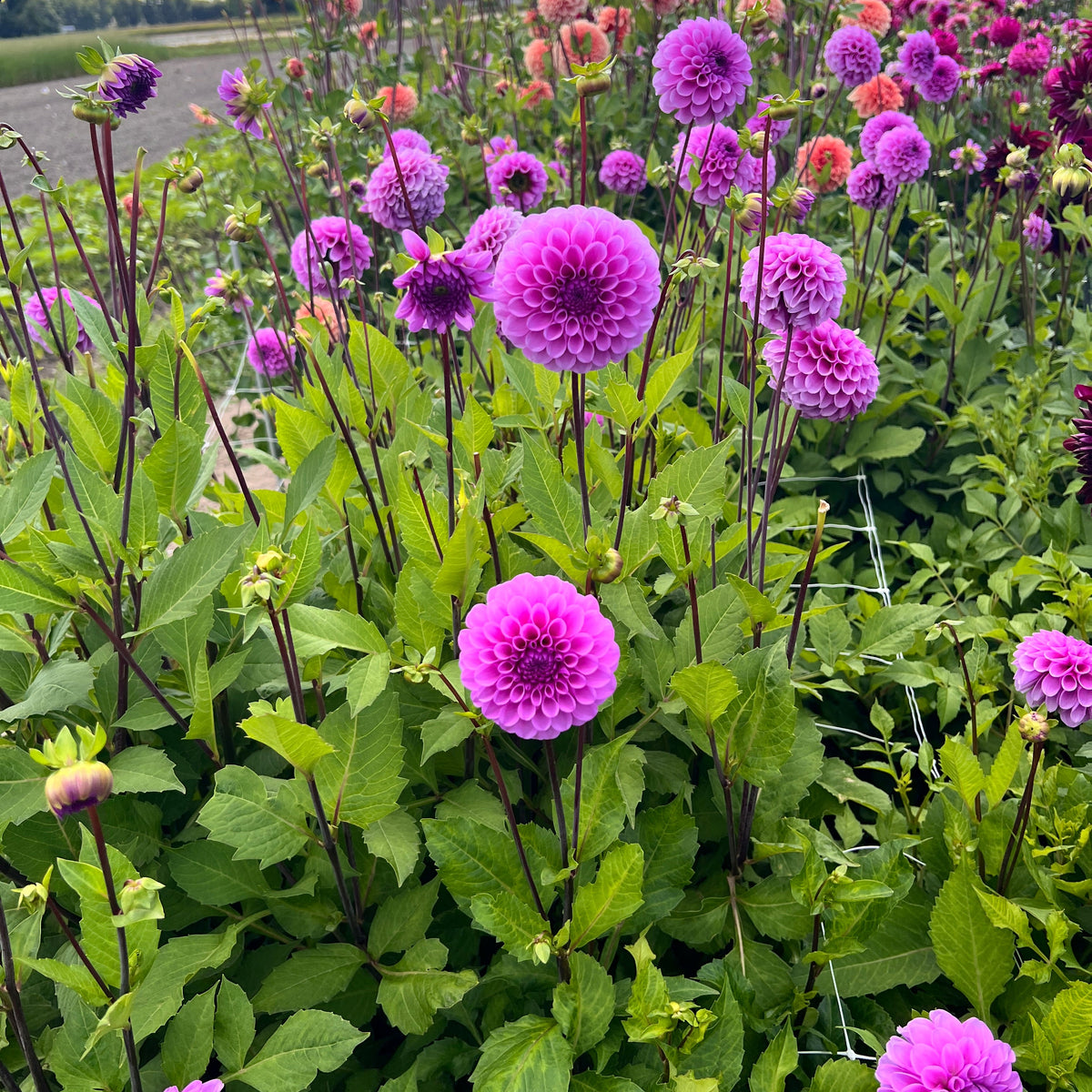 Dahlia Robann Regal | Ball Dahlia