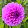Dahlia Robann Regal | Ball Dahlia