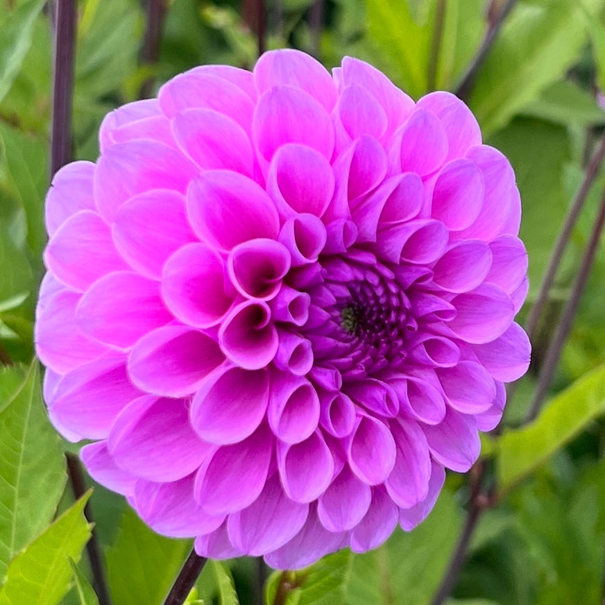 Dahlia Robann Regal | Ball Dahlia