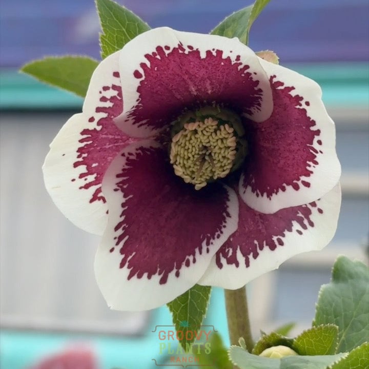 Helleborus Honeymoon® ‘Romantic Getaway’