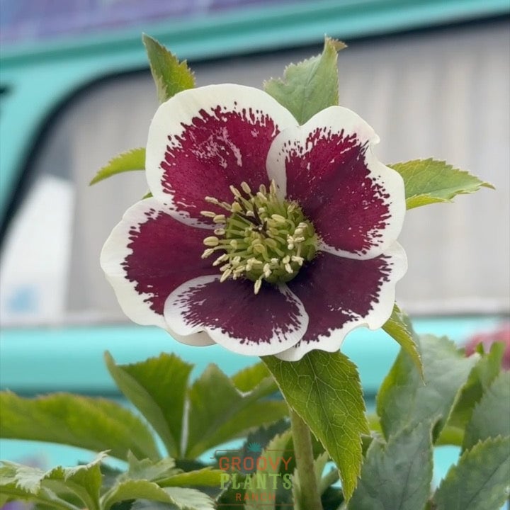 Helleborus Honeymoon® ‘Romantic Getaway’