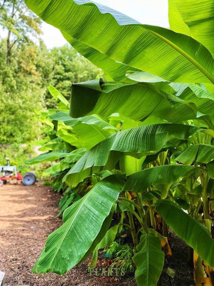 Ohio Winter Hardy Banana ~ Preorder