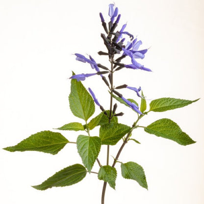 Salvia Rockin'® Blue Suede Shoes™ ~ Trio of 3 Hefty Plants