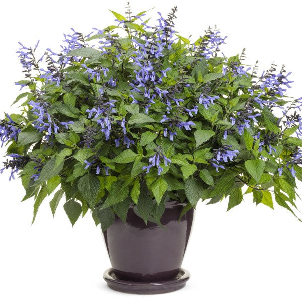 Salvia Rockin'® Blue Suede Shoes™ ~ Trio of 3 Hefty Plants