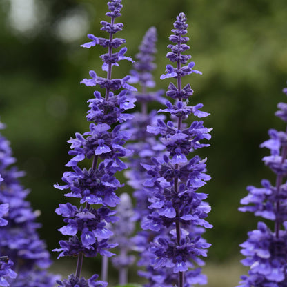 Salvia 'Mystic Spires' ~ Pollinator Pillars of 24 Hefty Plants for Preorder