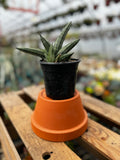 Snake Plant | Sansevieria 'Fat Man'