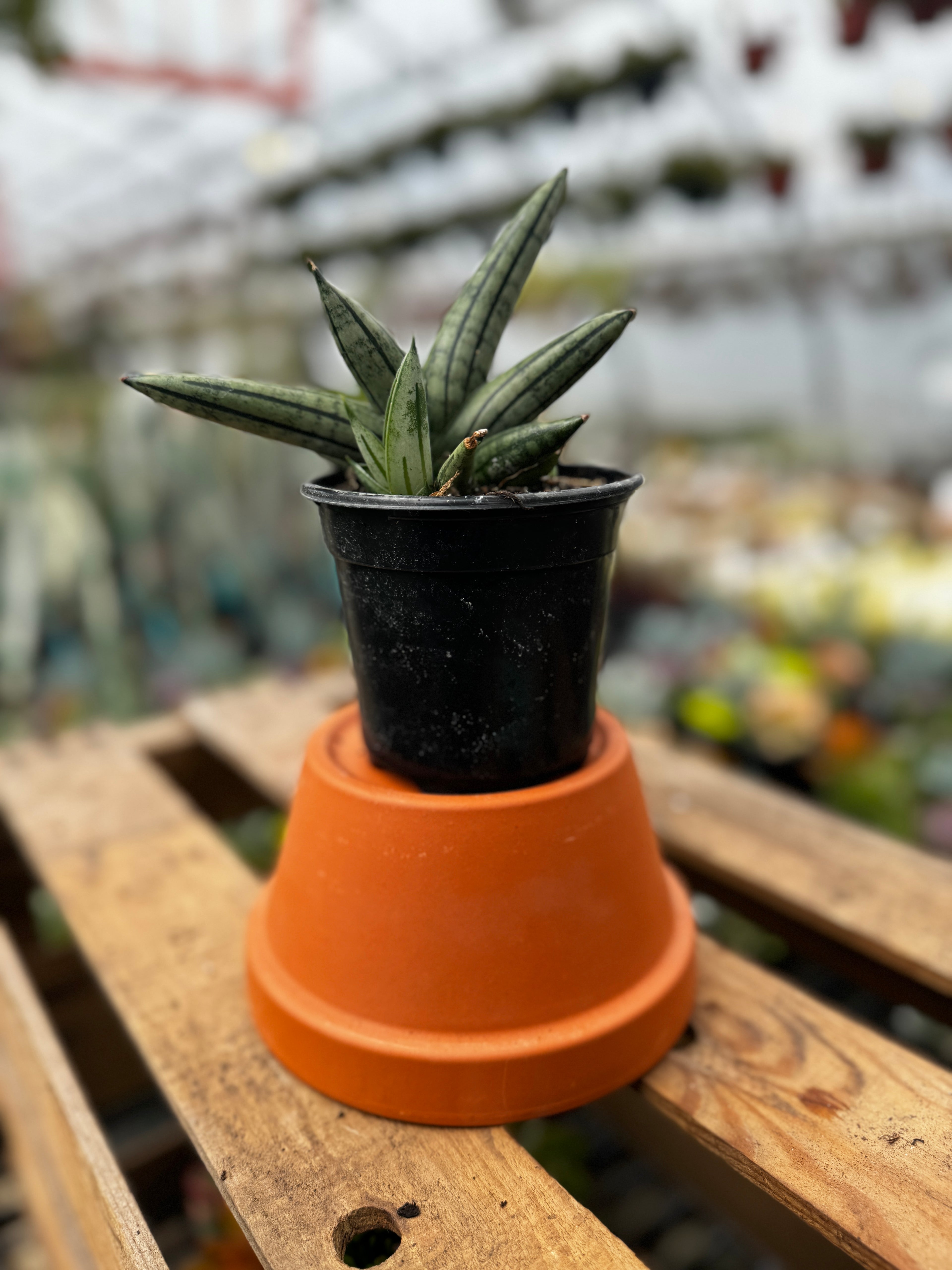 Snake Plant | Sansevieria 'Fat Man'