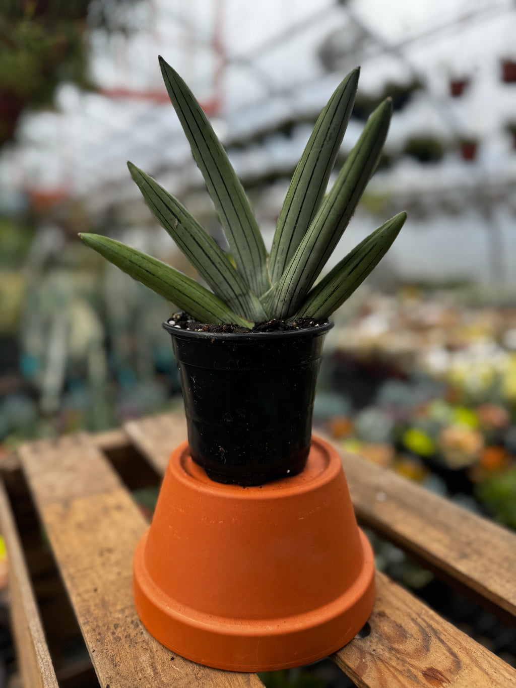 Snake Plant | Sansevieria 'Ice Man'