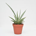 Snake Plant | Sansevieria Mikado 'Icecicle'