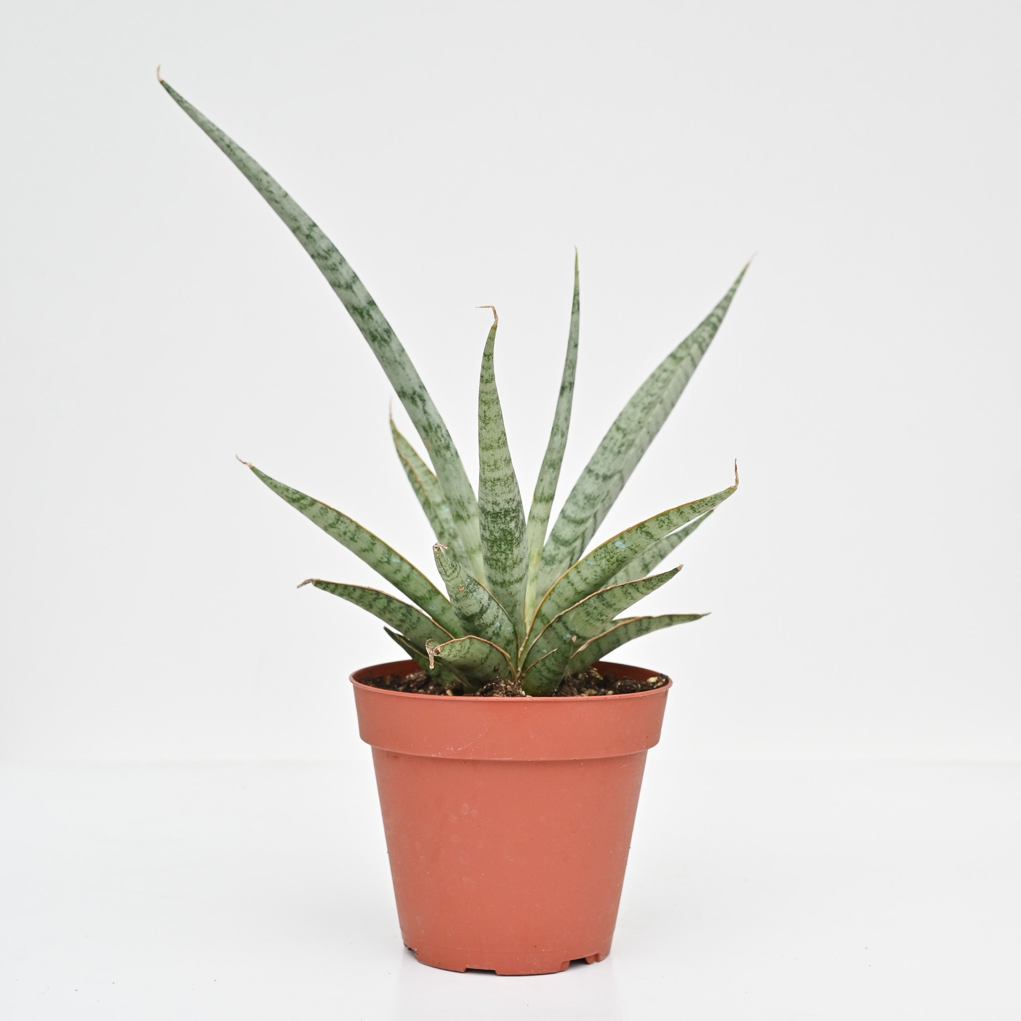 Snake Plant | Sansevieria Mikado 'Icecicle'