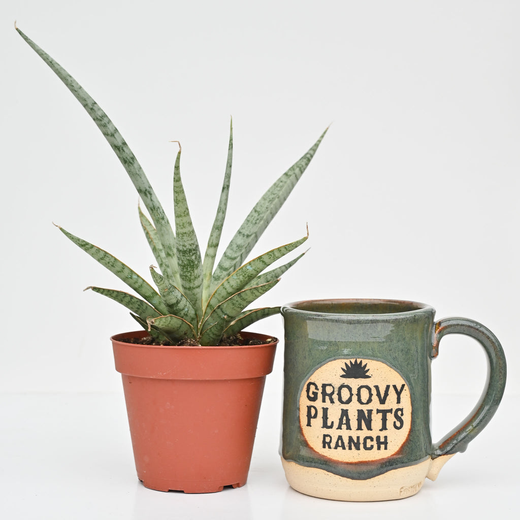 Snake Plant | Sansevieria Mikado 'Icecicle'