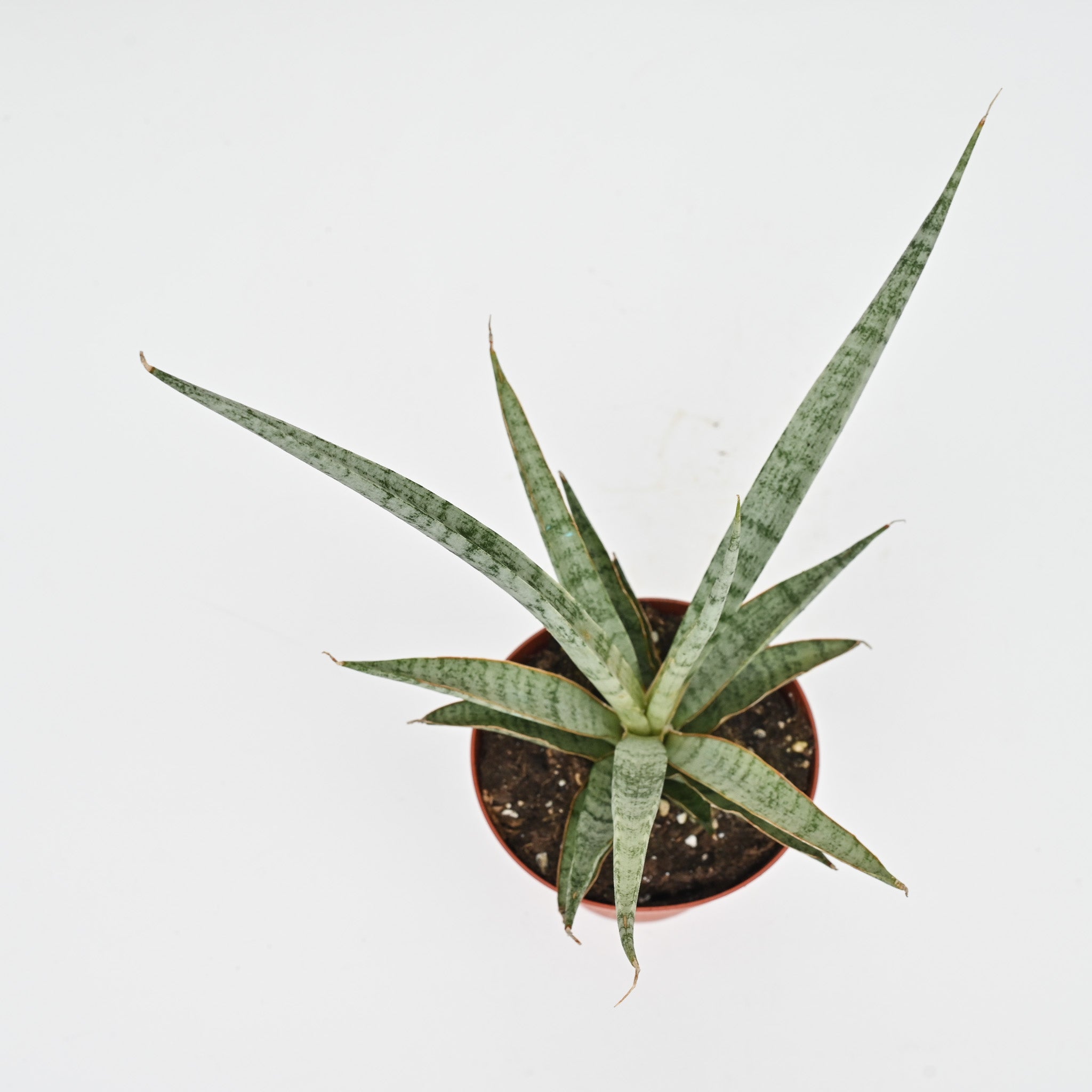 Snake Plant | Sansevieria Mikado 'Icecicle'