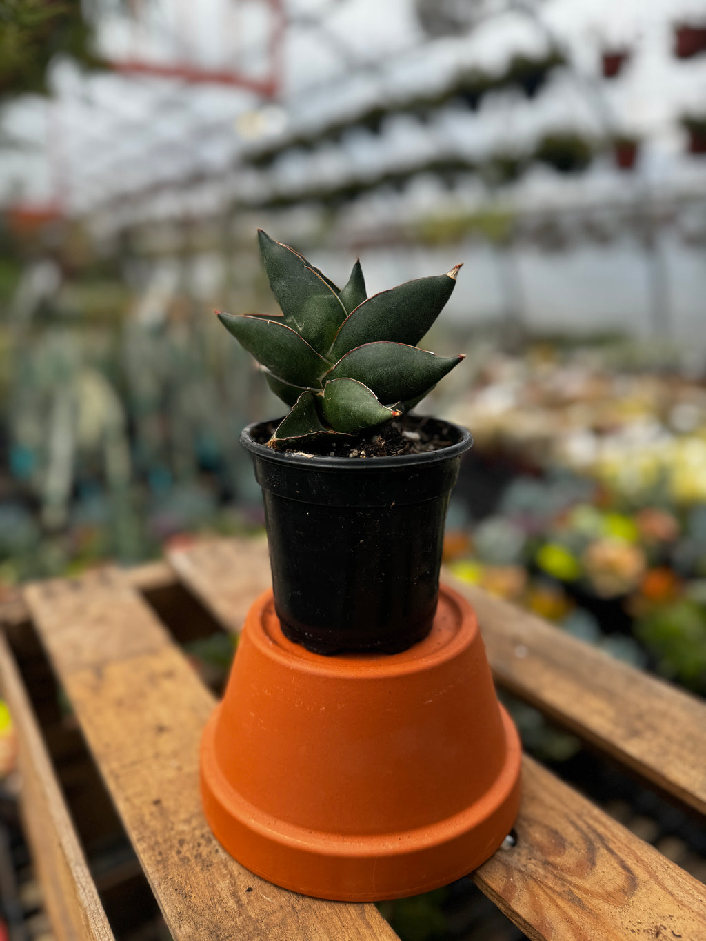 Snake Plant | Sansevieria 'Opera House'