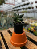 Snake Plant | Sansevieria 'Opera House'