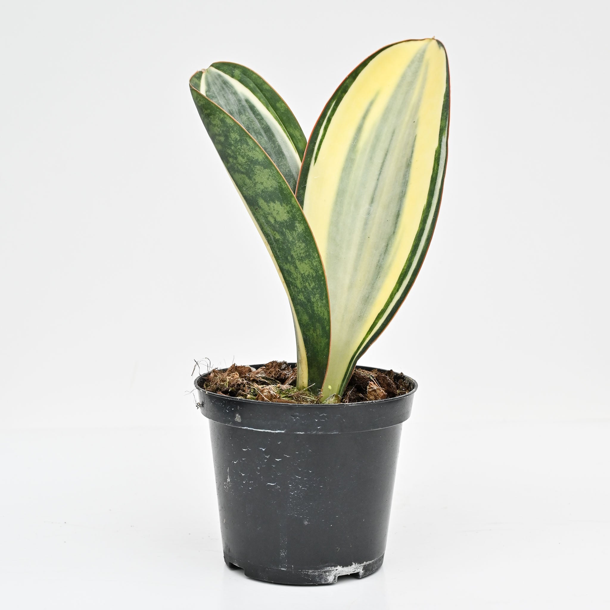 White Variegated Whale Fin | Sansevieria Masoniana Variegata
