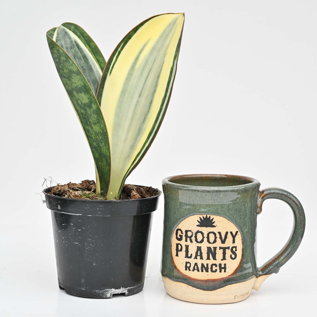 White Variegated Whale Fin | Sansevieria Masoniana Variegata