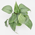 Scindapsus 'Platinum'
