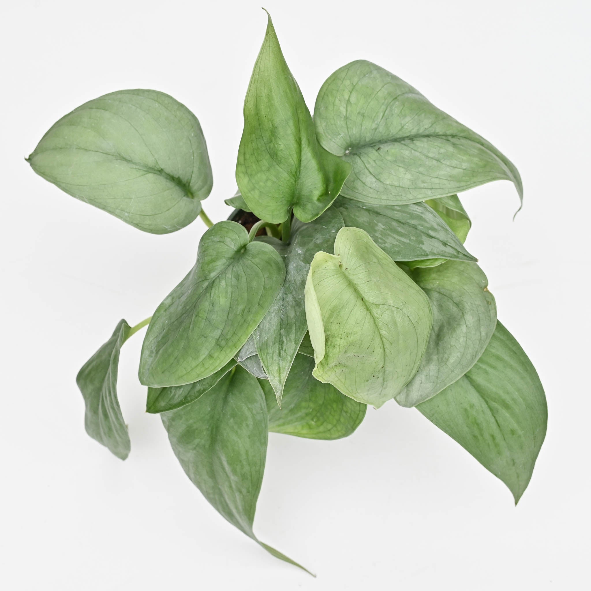 Scindapsus 'Platinum'