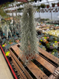 Duo of Spanish Moss | Tillandsia usneoides