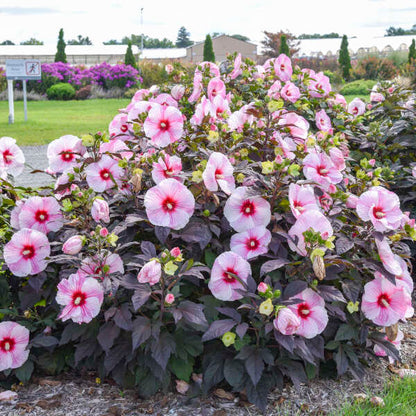 Hibiscus 'Starry Starry Night' | Order Now, Pickup at The Ranch