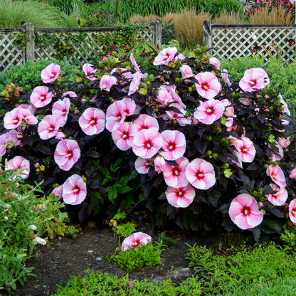 Hibiscus 'Starry Starry Night' | Order Now, Pickup at The Ranch