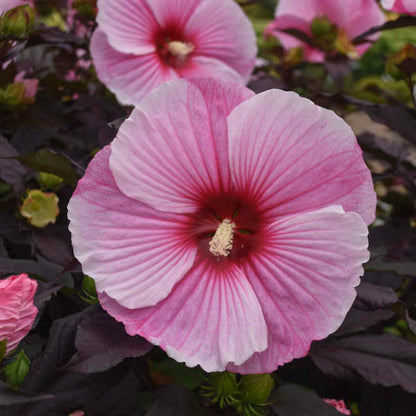 Hibiscus 'Starry Starry Night' | Order Now, Pickup at The Ranch