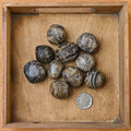 Tumbled Stromatolite (1 Stone)