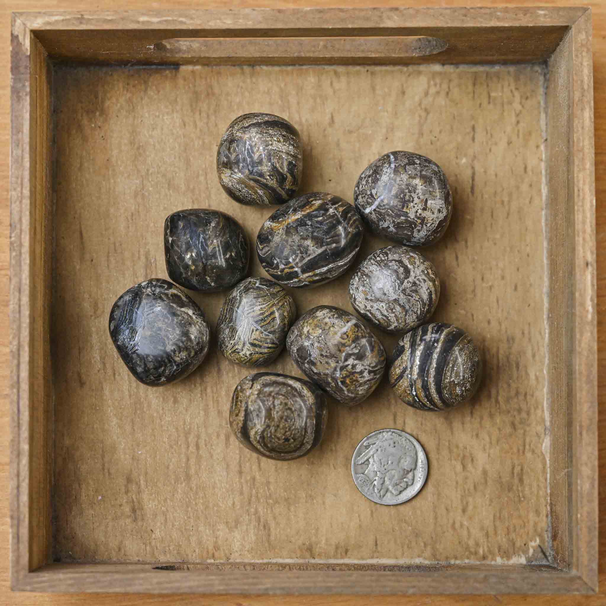 Tumbled Stromatolite