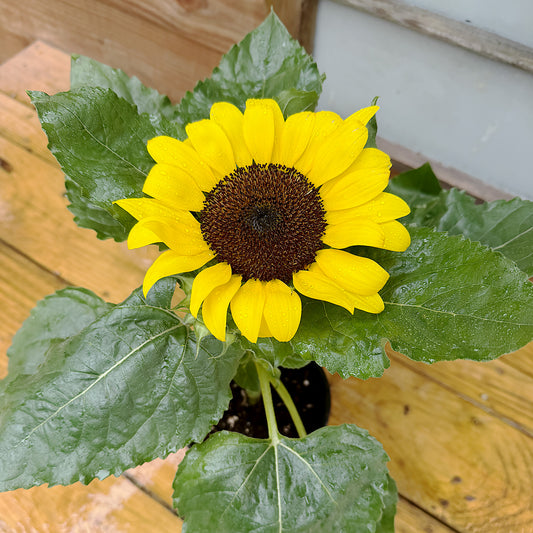 Helianthus Sunflower ~ Trio of 3 Hefty Plants | Online Order for In-store Pickup