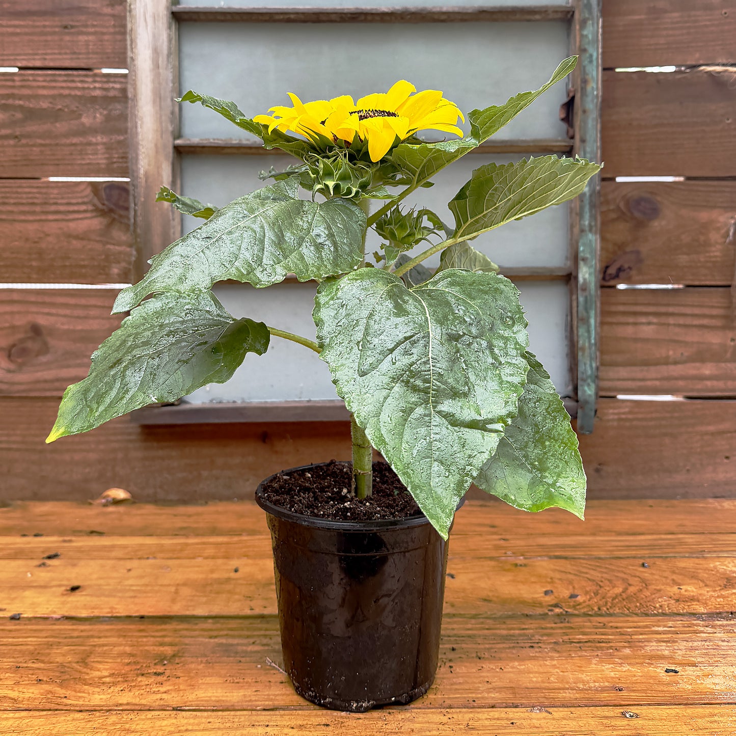 Helianthus Sunflower ~ Trio of 3 Hefty Plants | Online Order for In-store Pickup