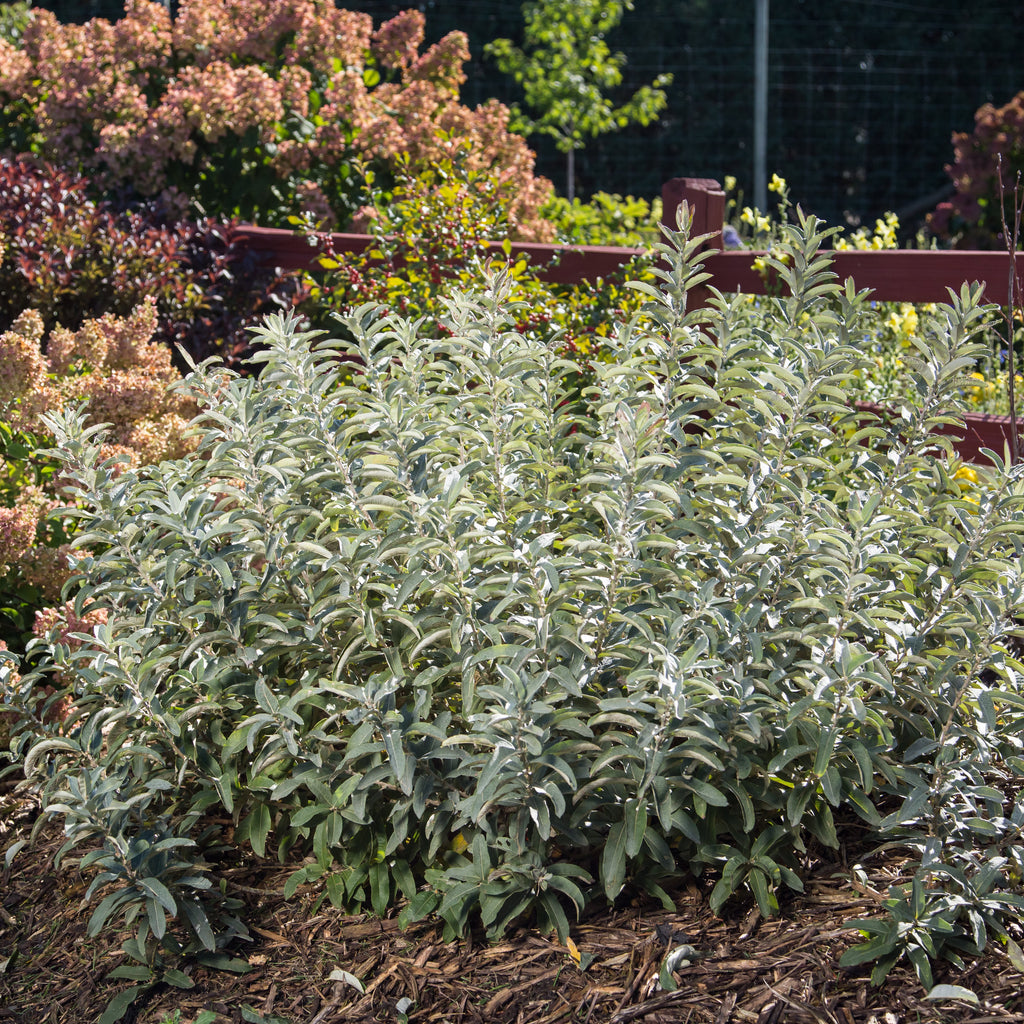 Iceberg Alley® Sageleaf Willow