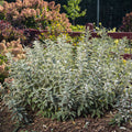 Iceberg Alley® Sageleaf Willow