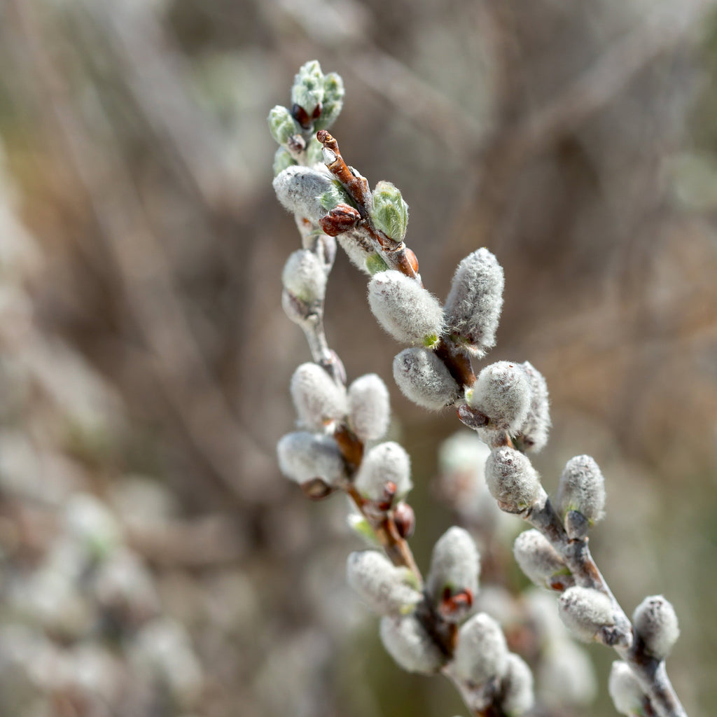 Iceberg Alley® Sageleaf Willow