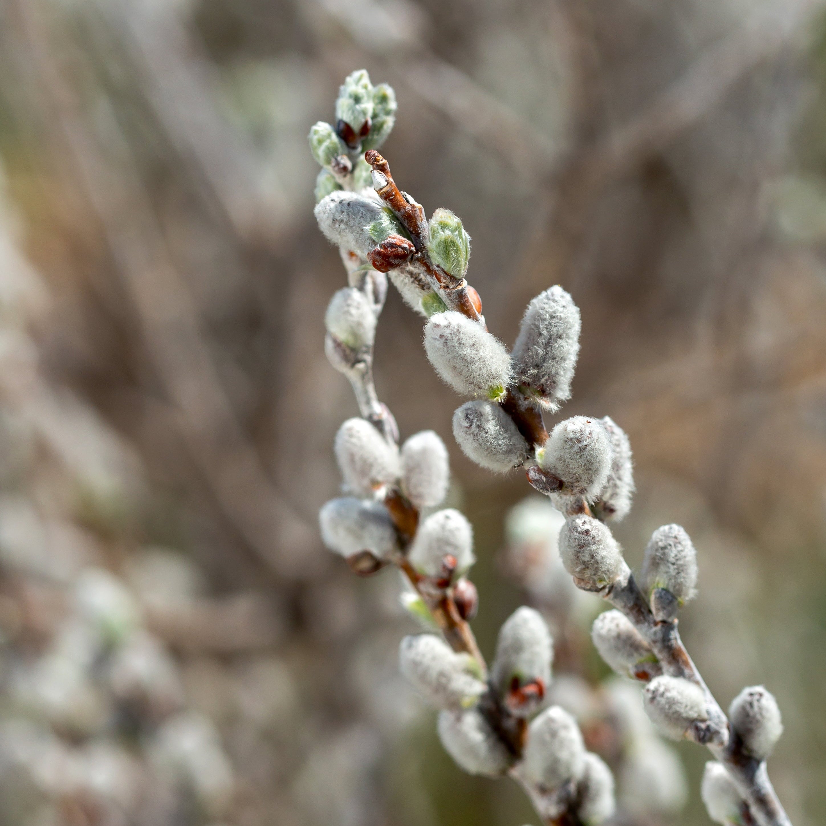 Iceberg Alley® Sageleaf Willow