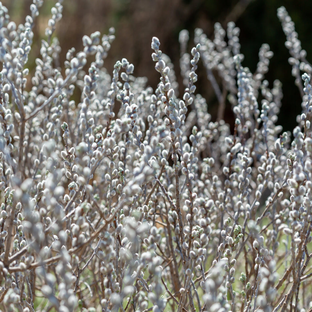 Iceberg Alley® Sageleaf Willow