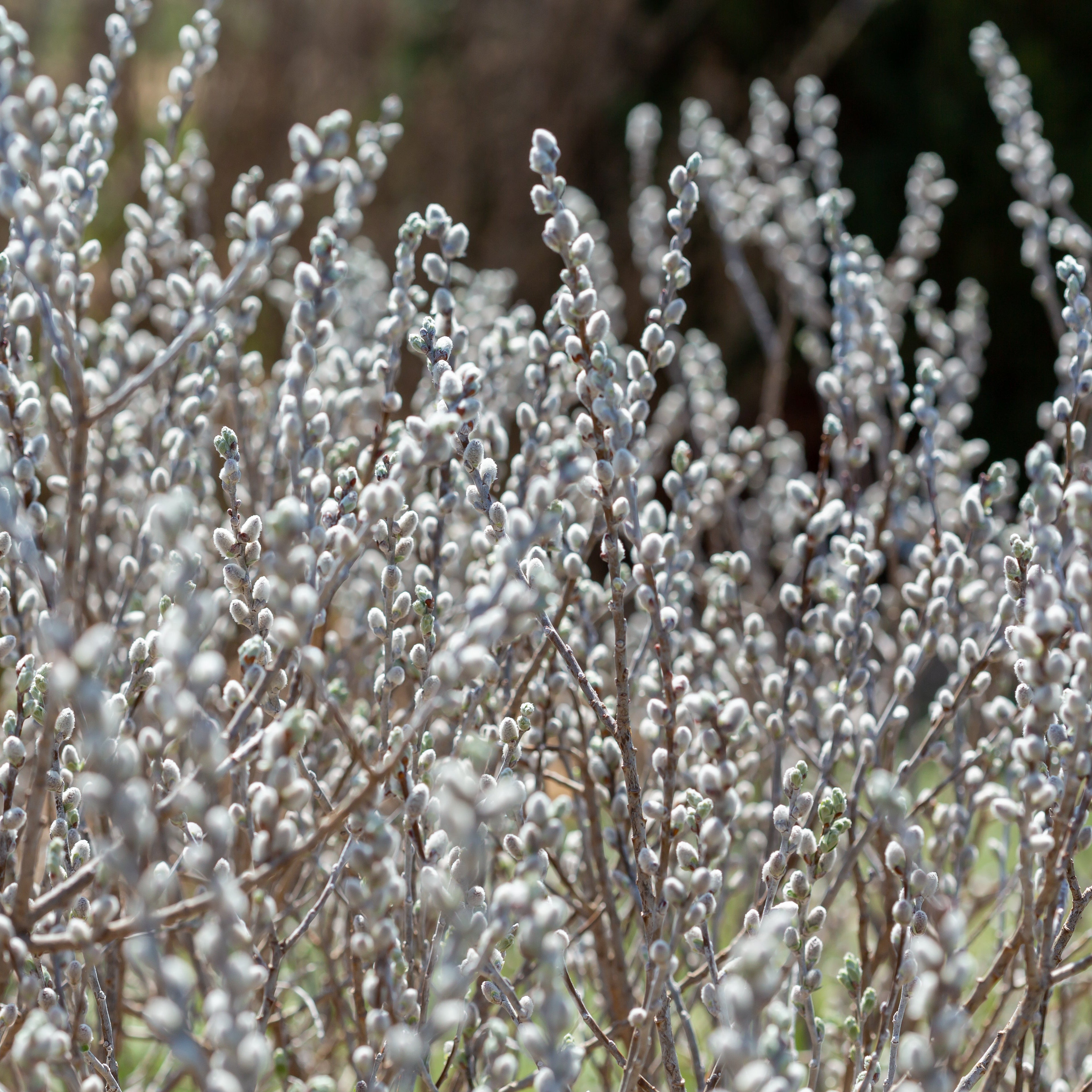 Iceberg Alley® Sageleaf Willow