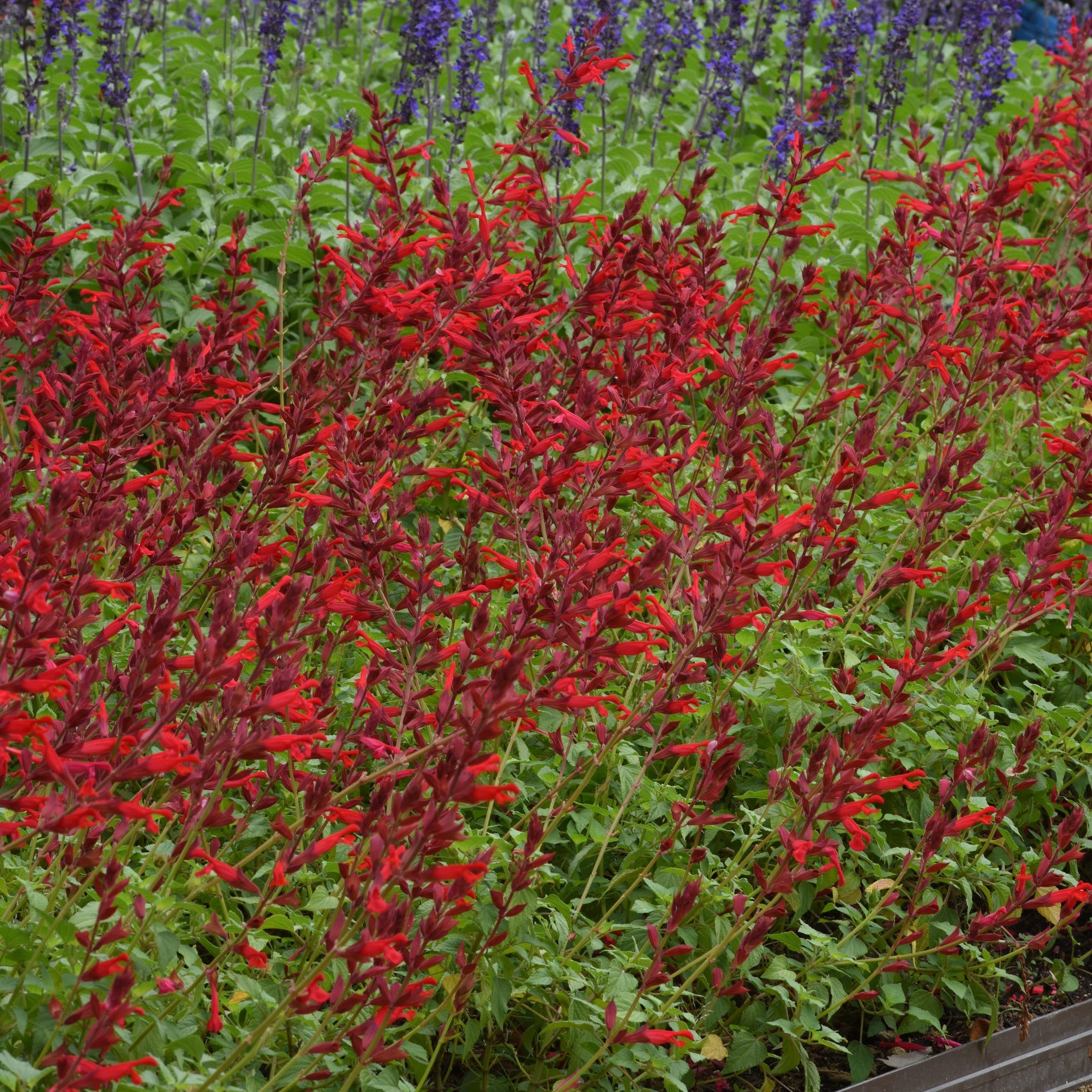 Salvia 'Roman Red'