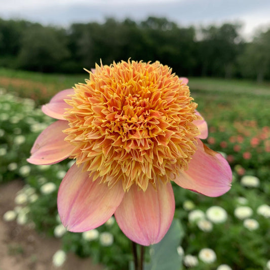 'Sandia Brocade' Dahlia ~ 3 Tubers