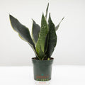 Snake Plant | Sansevieria 'Fabi'