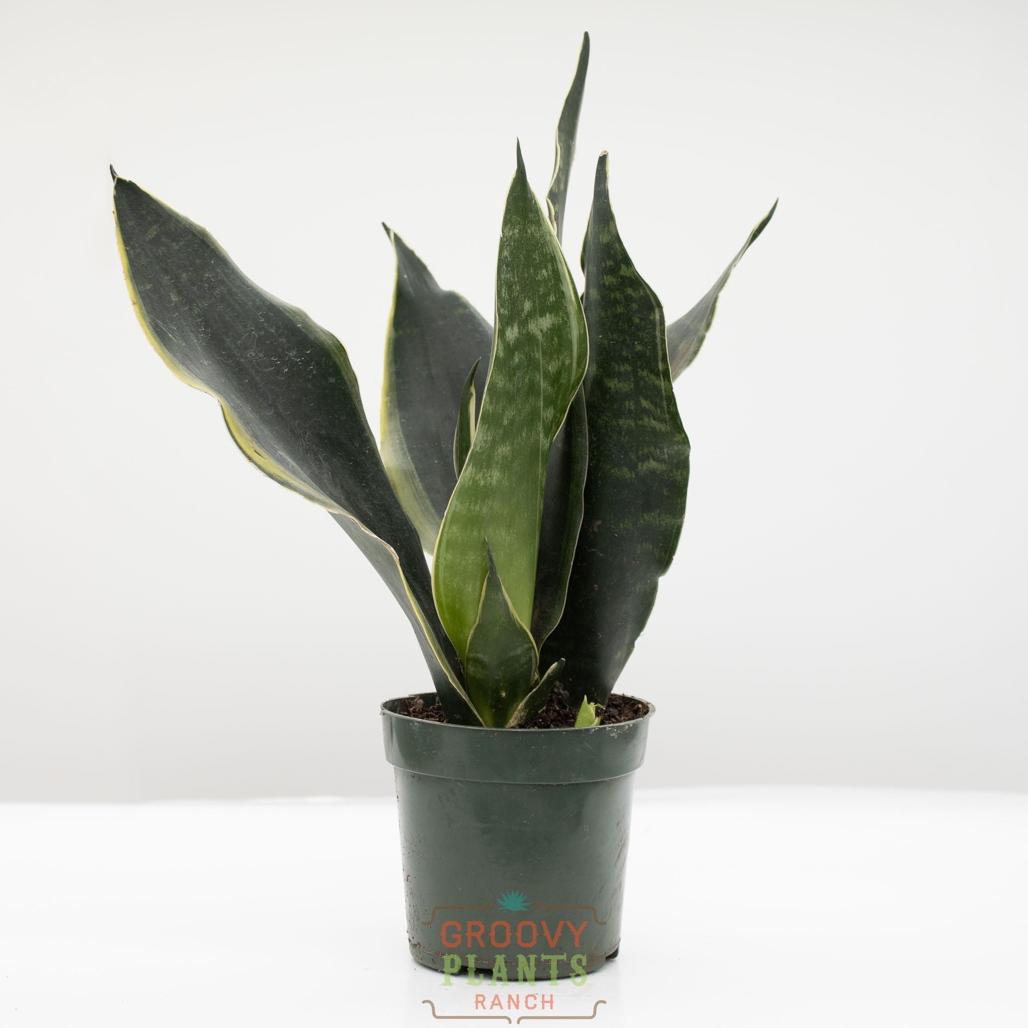 Snake Plant | Sansevieria 'Fabi'
