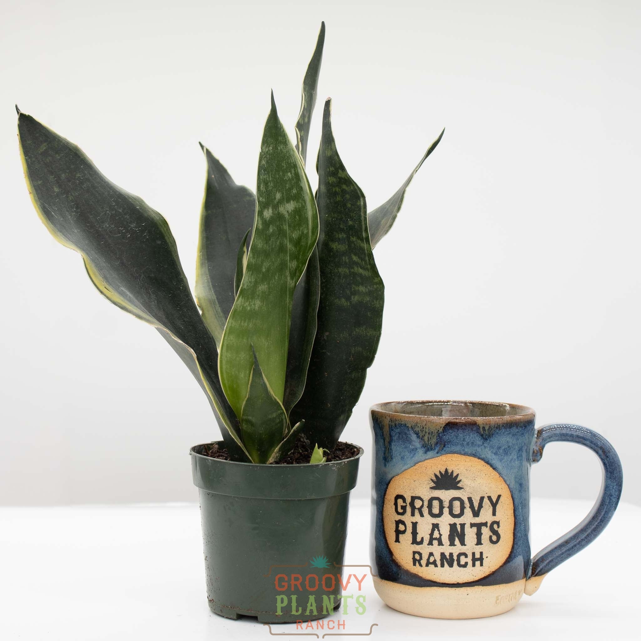 Snake Plant | Sansevieria 'Fabi'