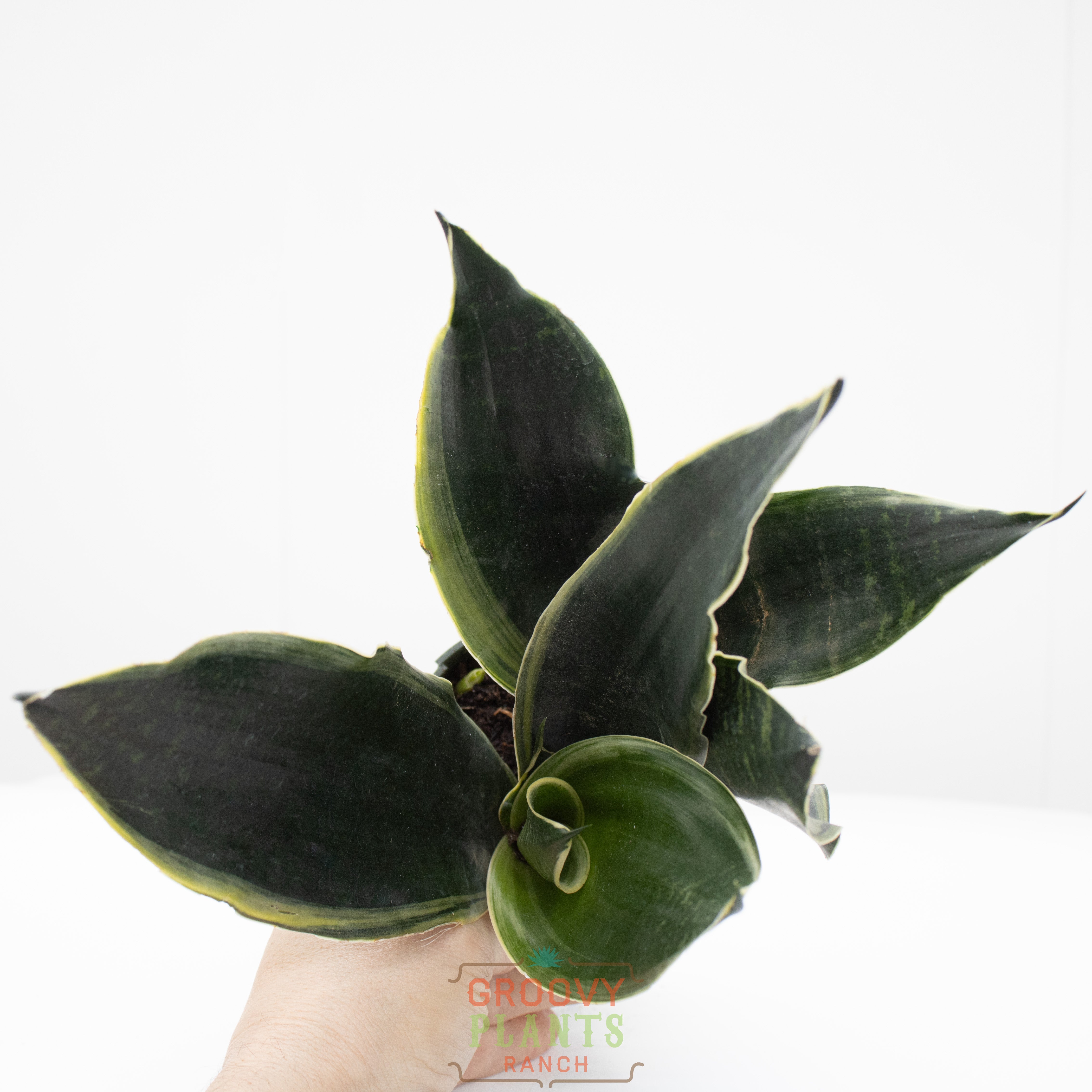 Groovy Plants Ranch Snake Plant - Thumbnail 2