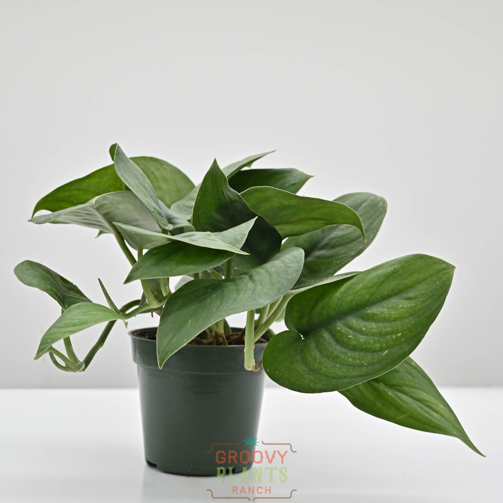 Satin Pothos | Scindapsus 'Jade Satin'