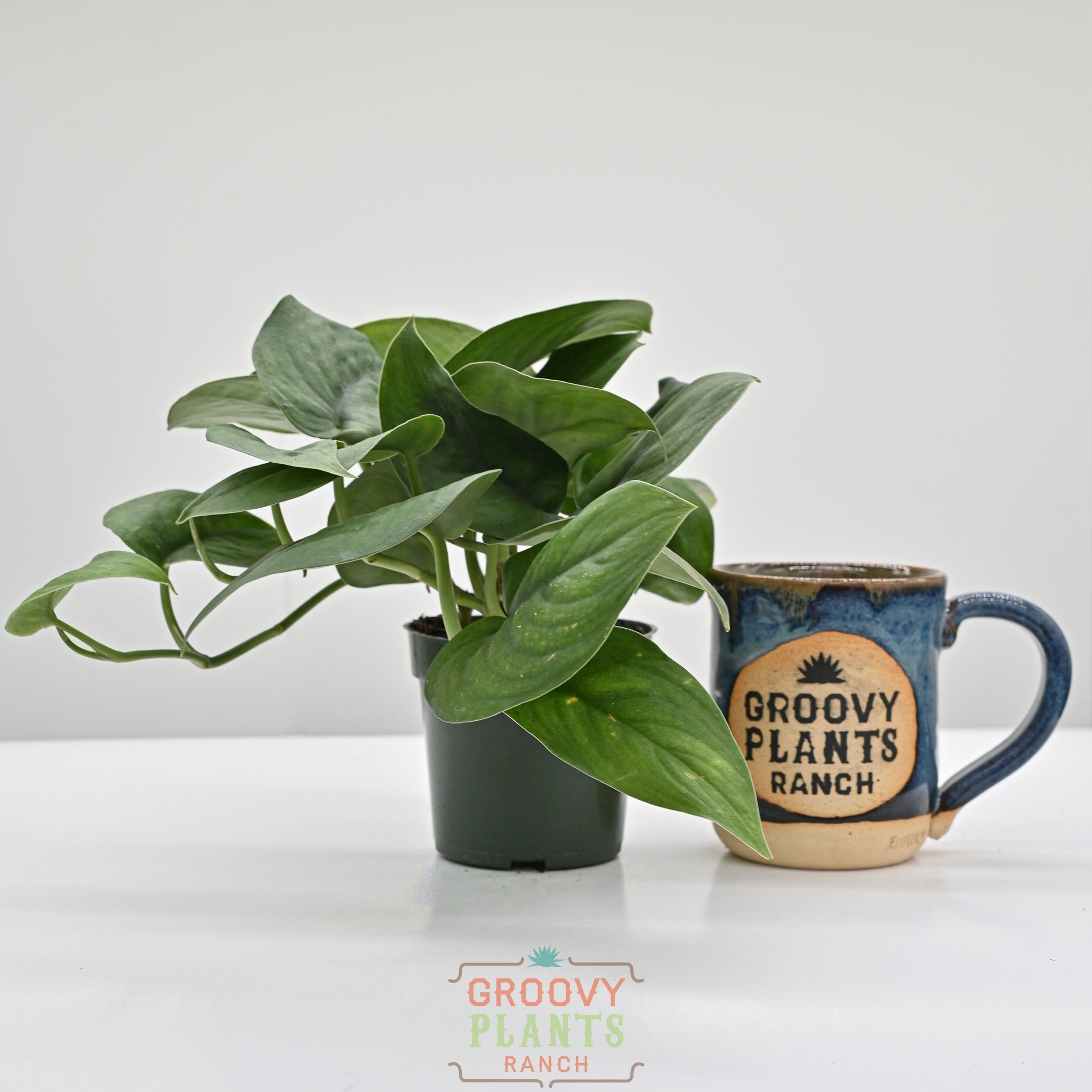 Satin Pothos | Scindapsus 'Jade Satin'