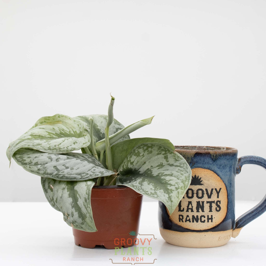 Satin Pothos | Scindapsus pictus 'exotica' 4" pot