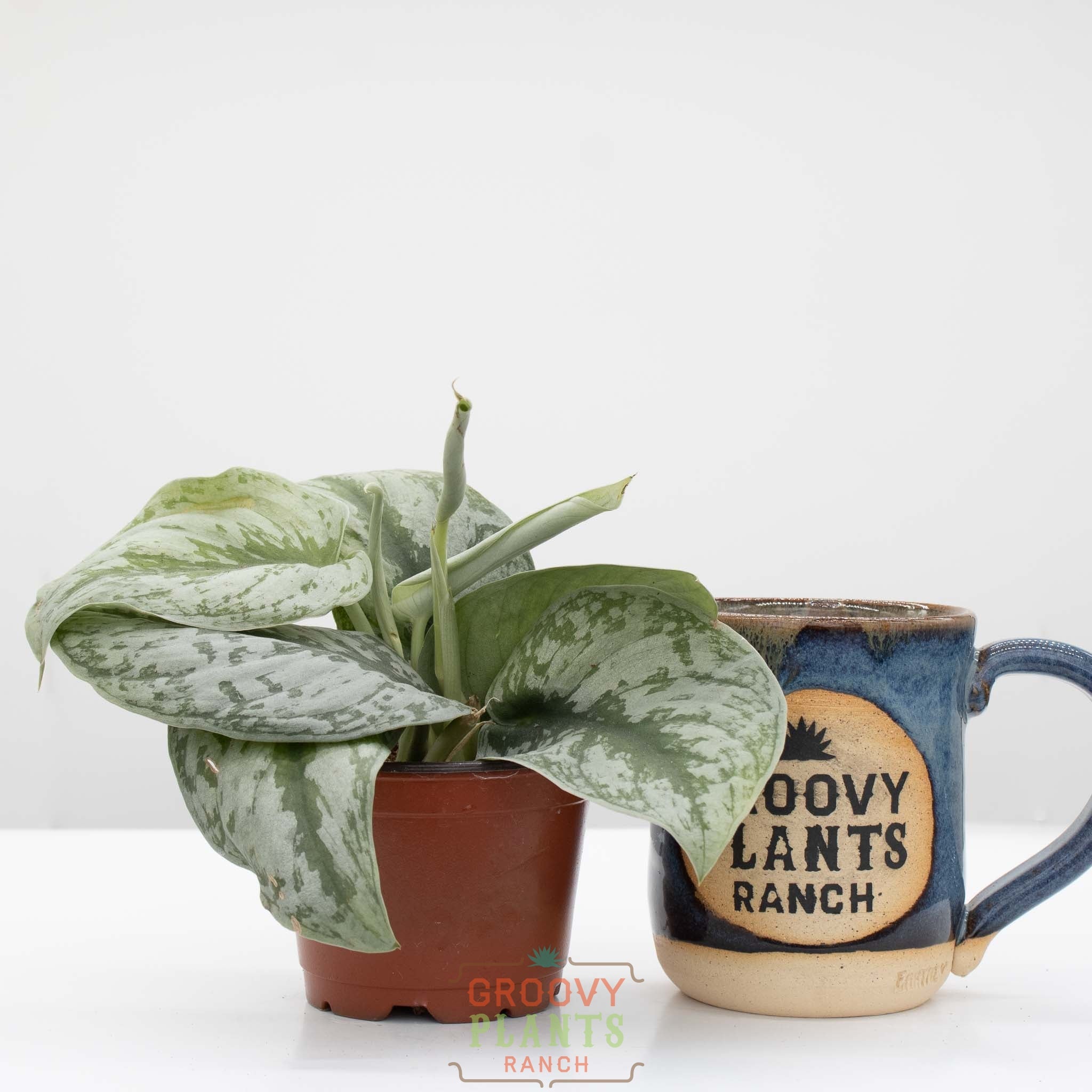 Satin Pothos | Scindapsus pictus 'exotica' 4" pot