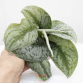 Satin Pothos | Scindapsus pictus 'exotica' 4" pot