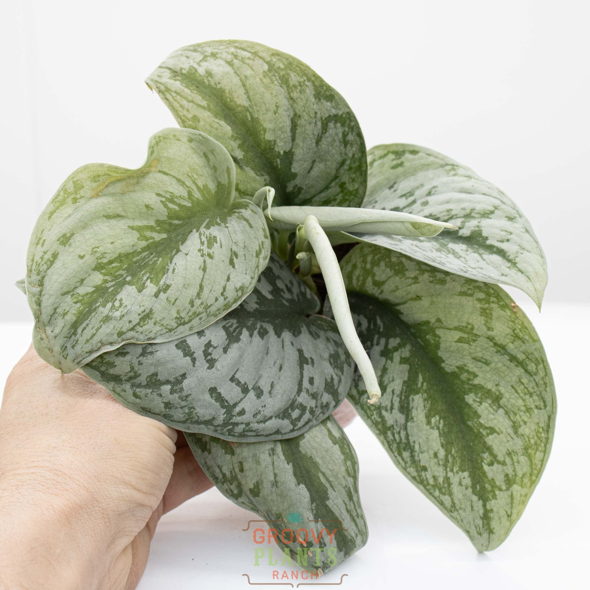Satin Pothos | Scindapsus pictus 'exotica' 4" pot